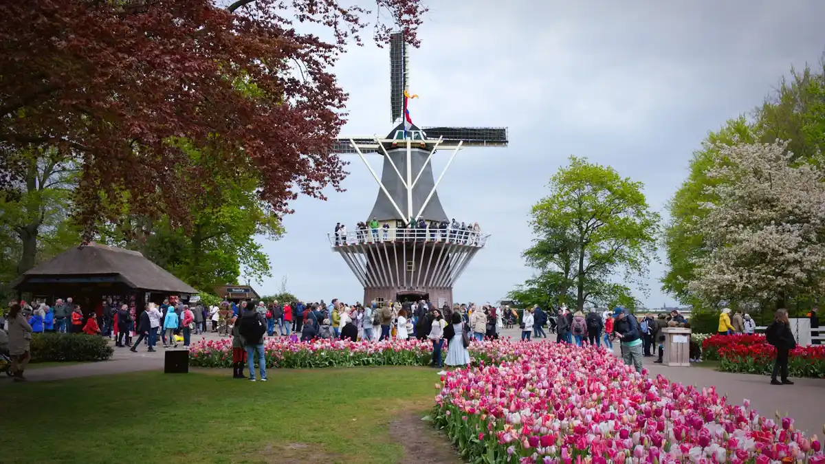 Campos de tulipanes Keukenhof Holanda